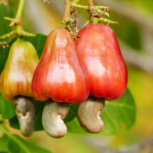 Cashew Apple