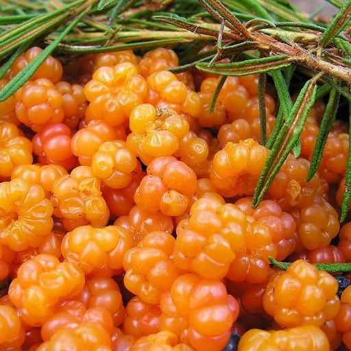 Cloudberry
