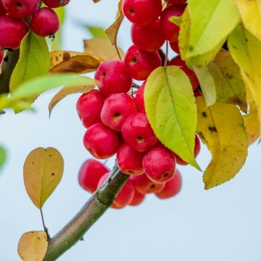 Crabapple
