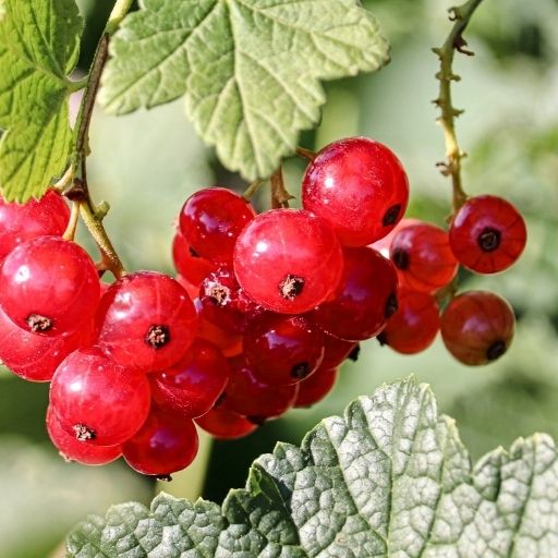 Currant