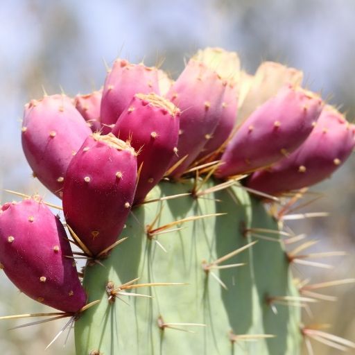 Cactus Pear