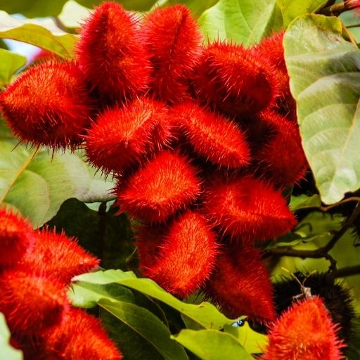 Achiote