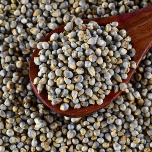 African Pearl Millet