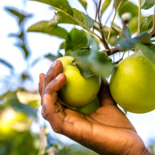 African Star Apple