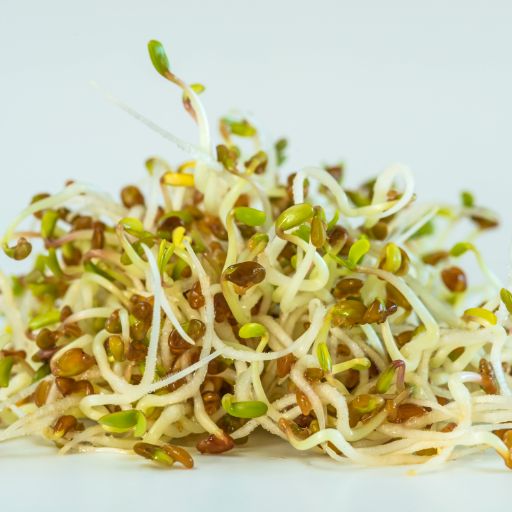Alfalfa Sprouts