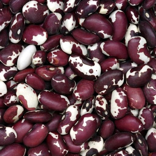 Anasazi Beans