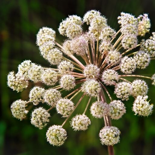 Angelica Herb