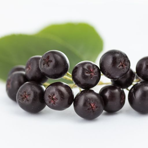 Aronia Berry