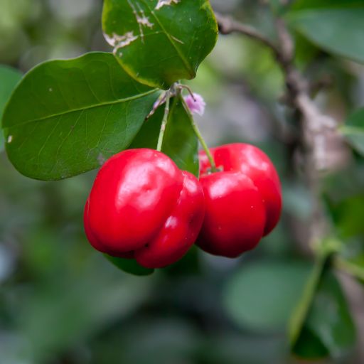 Barbados Cherry