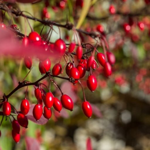Barberry