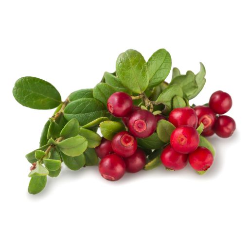 Bearberry