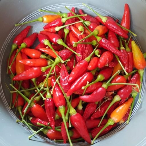 Bird’s Eye Chili