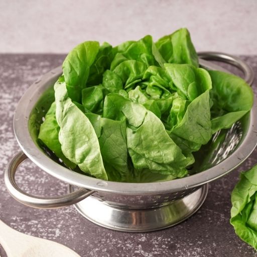 Boston Lettuce