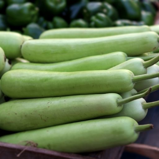 Bottle Gourd
