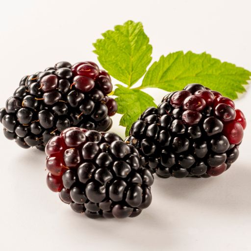 Boysenberry