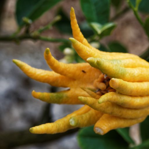 Buddha’s Hand