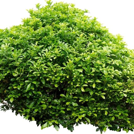 Bush Basil