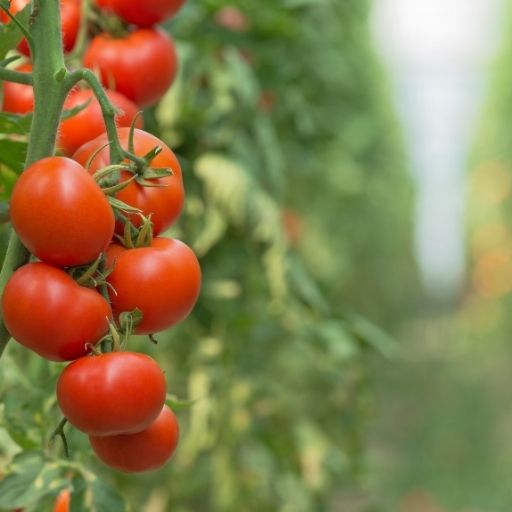 Bush Tomato