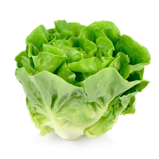 Butter Lettuce