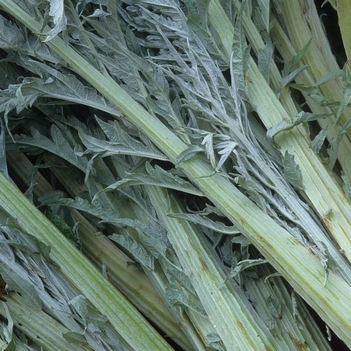 Cardoon