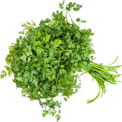 Chervil