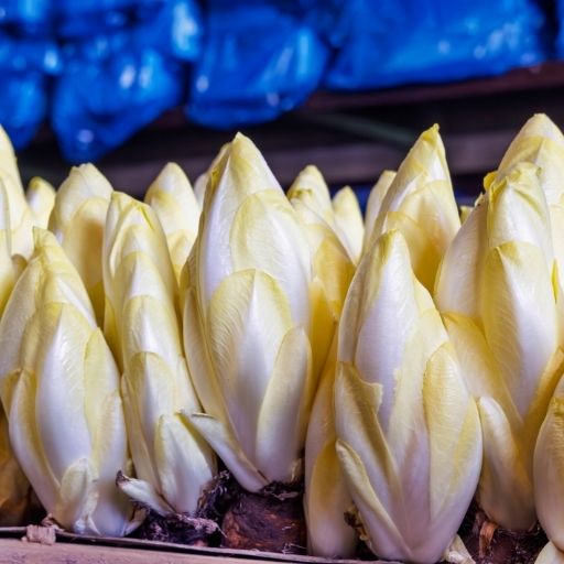 Chicory