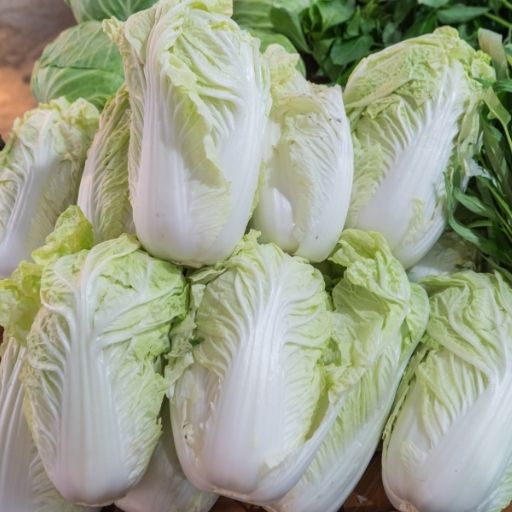 Chinese Cabbage (Napa Cabbage)