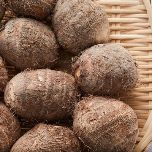 Collocasia (Taro)