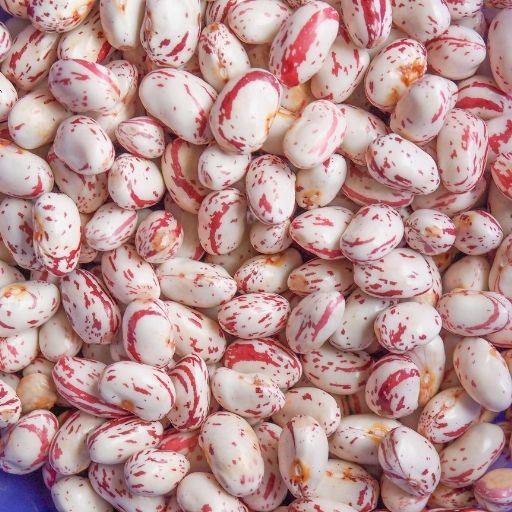 Common Bean