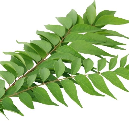 Curry Leaf